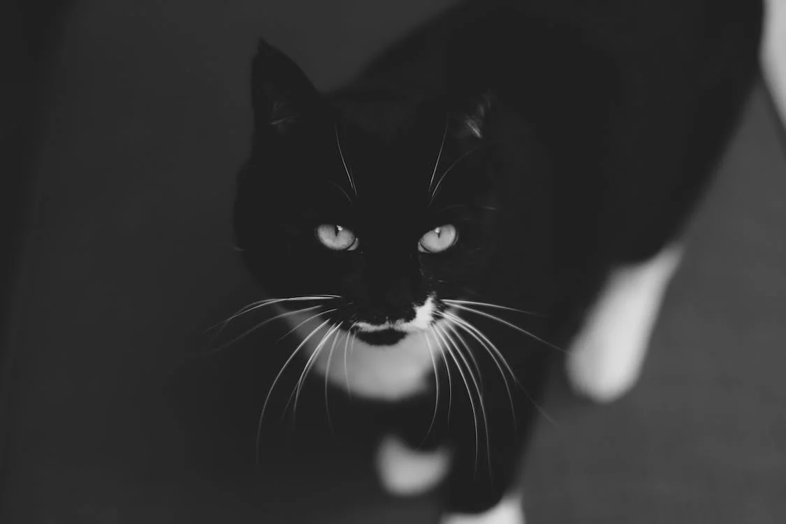 Servicii funerare pentru animale de companie: Onorarea pierderii iubitelor creaturi