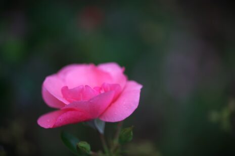 Photo Memorial garden