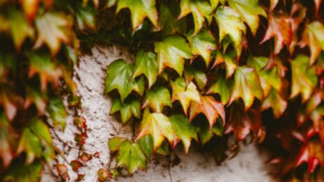 Photo Floral arrangements