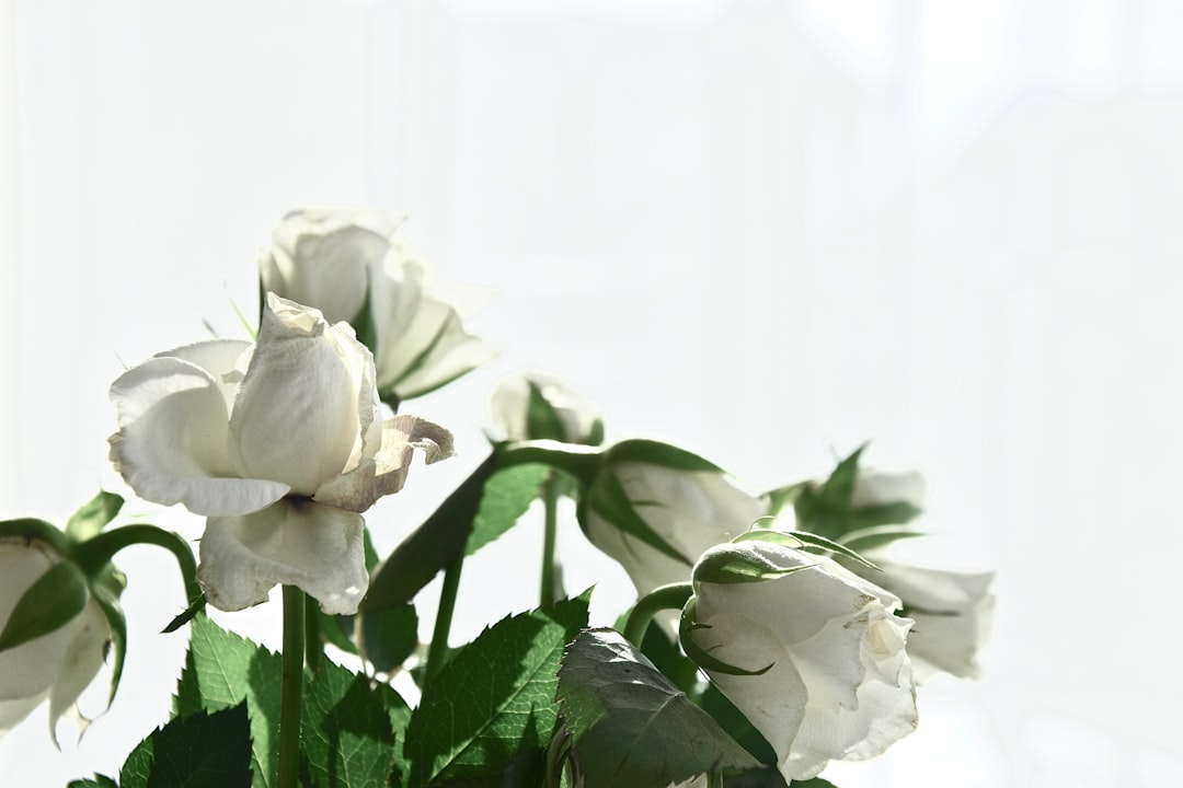 Photo Elegant casket
