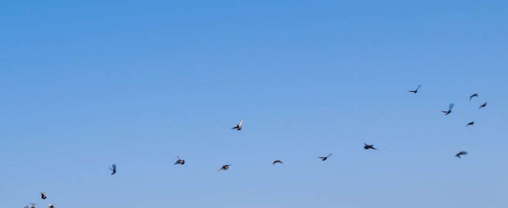Photo birds flying in circle over house
