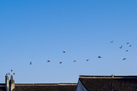 Photo birds flying in circle over house