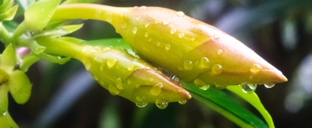 Photo funeral arrangements