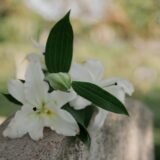 Piața funerară în 2026: reglementări noi, e-Factura și incinerarea
